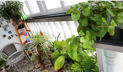 綠植or活性炭，甲醛說：這都不是事